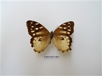 藏品(白斑蔭眼蝶)的圖片